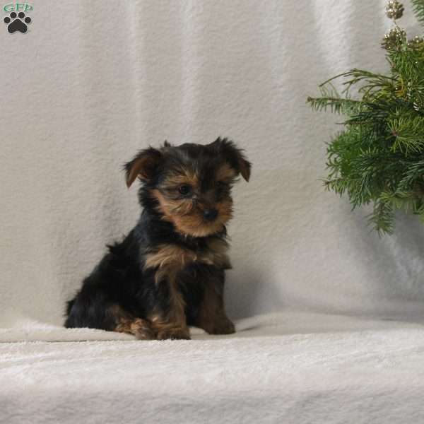 Noel, Yorkie Puppy
